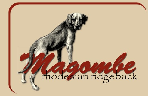 Magombe' Rhodesian Ridgeback