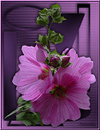 Hibiscus and Roses