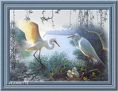 White Herons