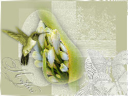 Colibri