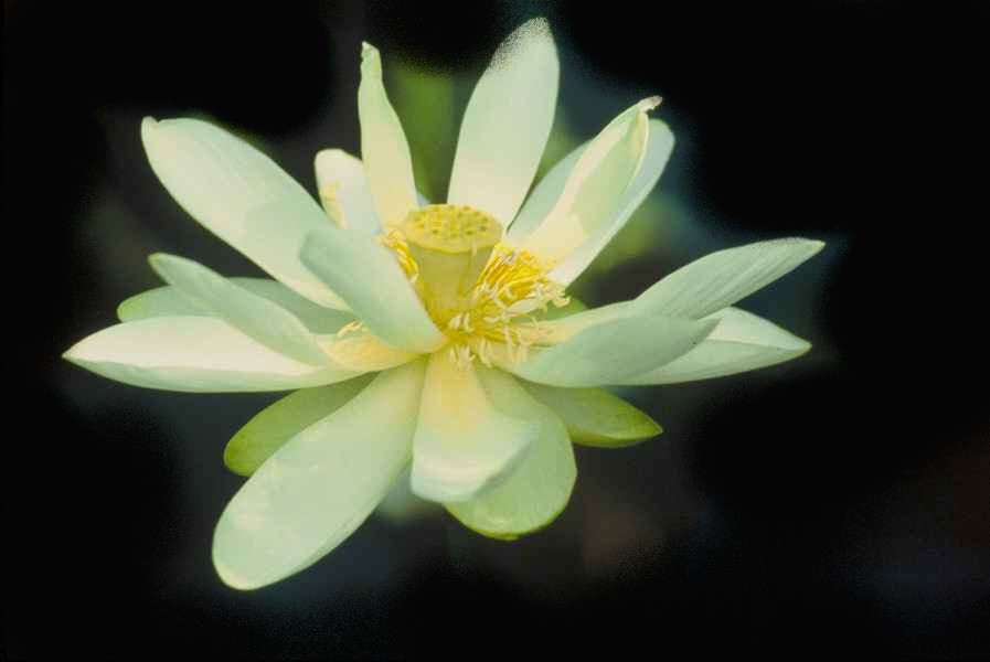 VIPASSANA JIVITINDRIYA