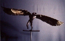 Icuris Taking off