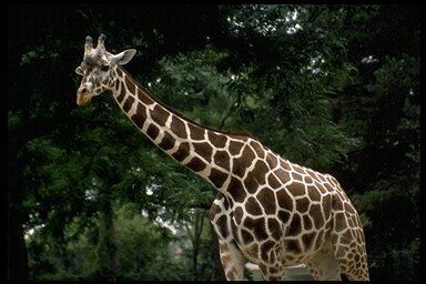 Giraffe