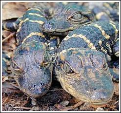 alligator
