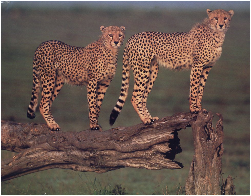 Cheetahs