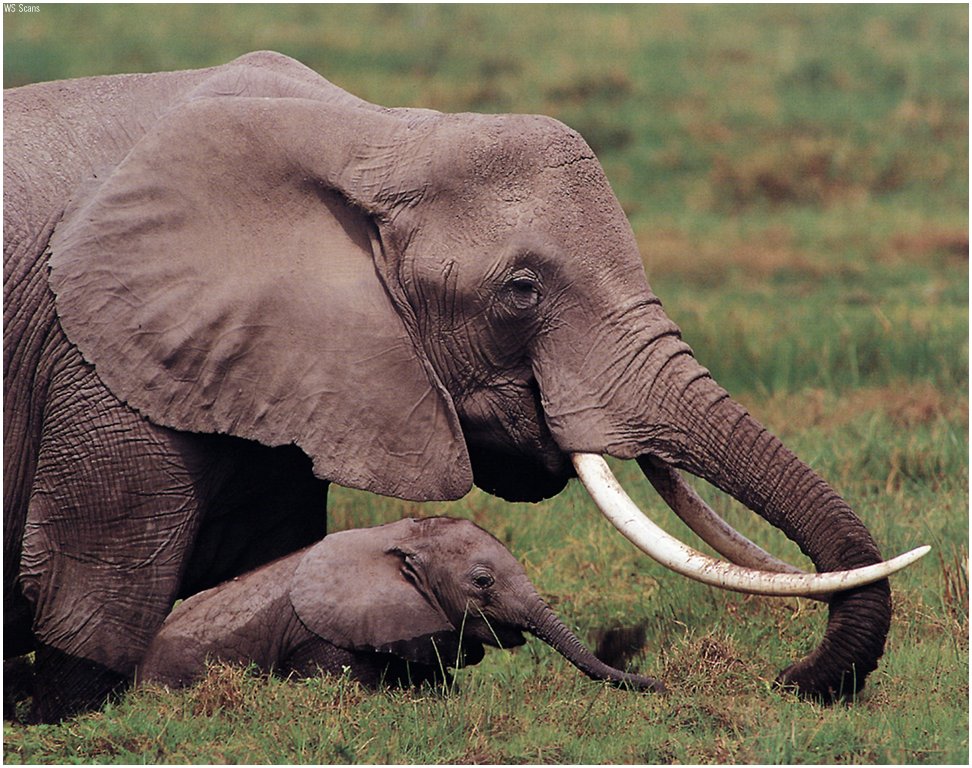 African Elephant