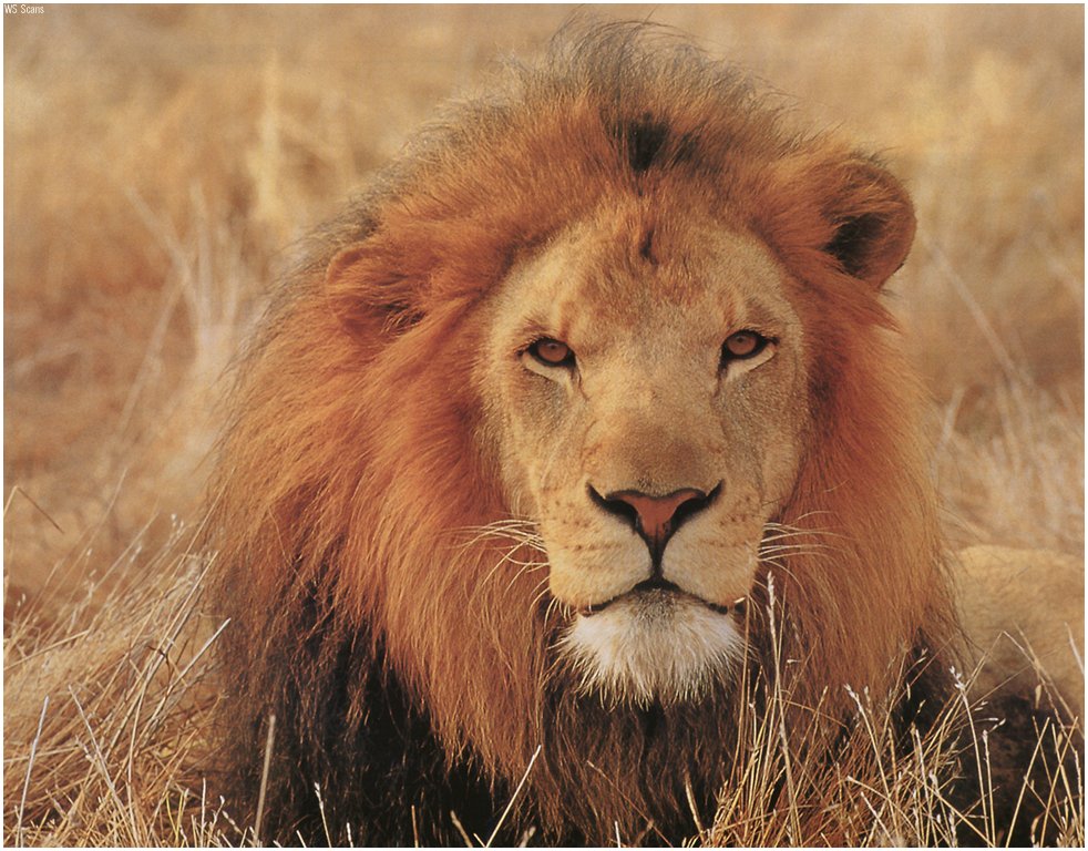 Lion