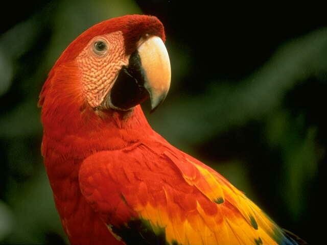 Macaw