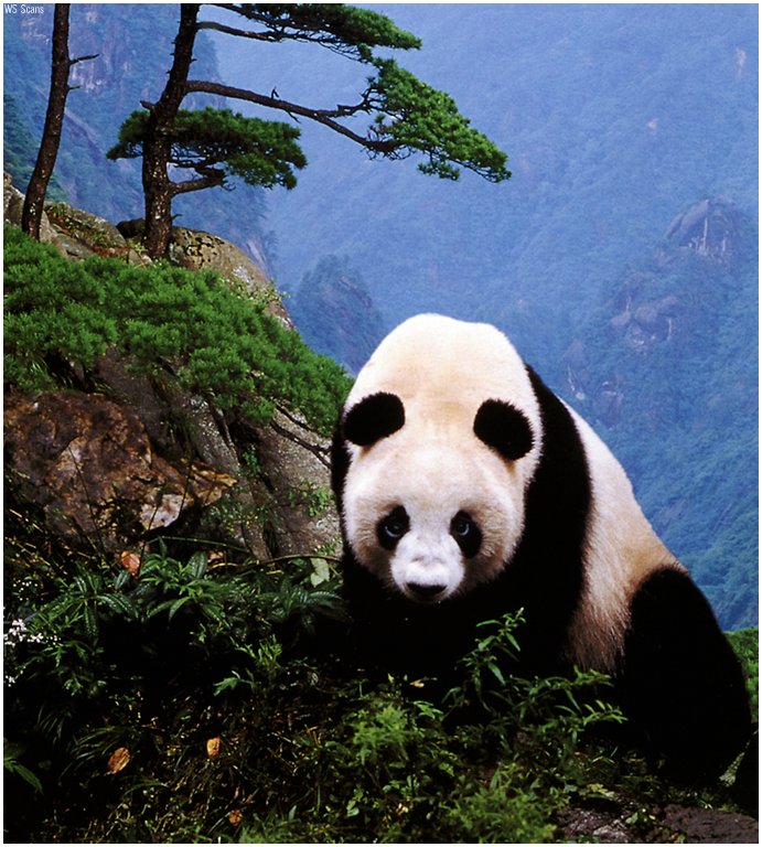 Panda Bear