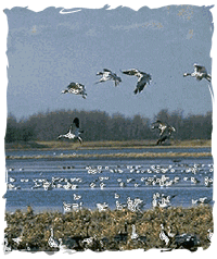 Wetland