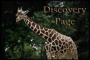 Discovery Page