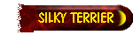 SILKY TERRIER