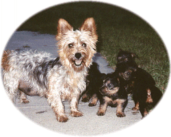 Barbie & Family