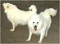 Queenie and Sissy Sue