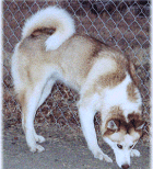 Sammi - Click for larger image