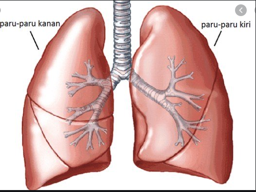 Gambar paru-paru manusia