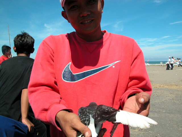 Pigeon low flying contestant at Pangandaran Beach