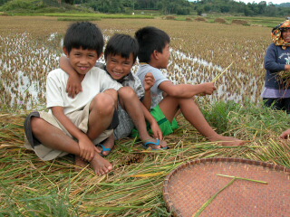 Sulawesi boys