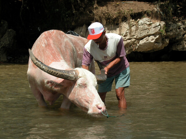 Buffalo's the pride of the Torajans