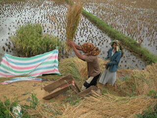 Harvesting in Tana Toraja