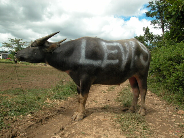 Sole survivor of funeral ceremony in Tana Toraja