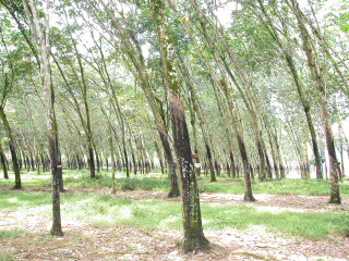 Rubber plantation near Bukit Lawang