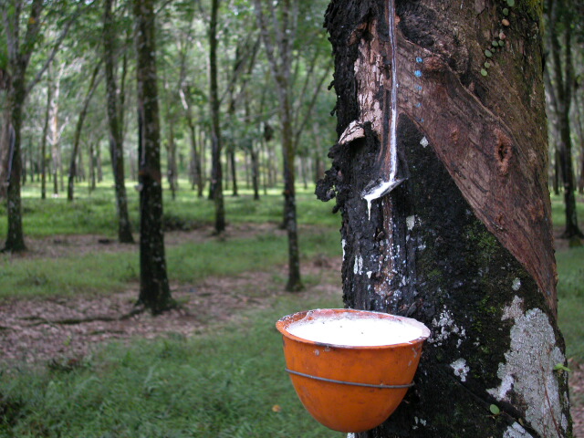 Rubber plantation near Bukit Lawang