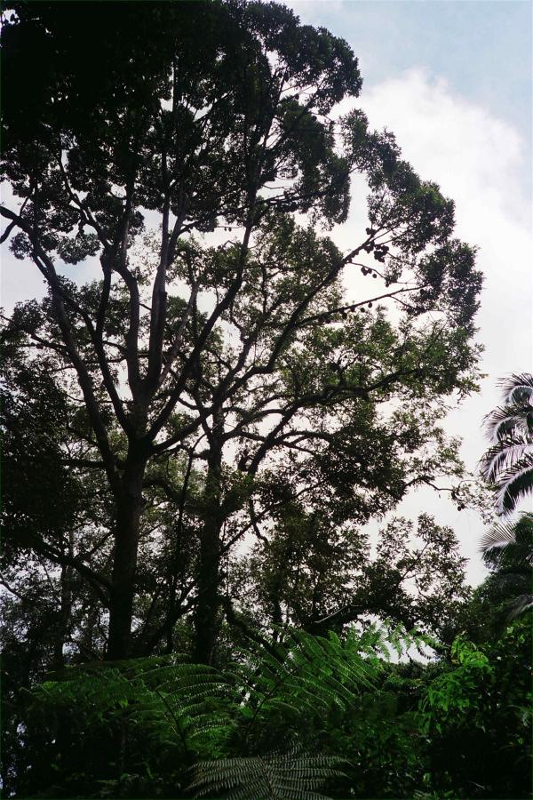 Harvesting Durians