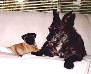 Mati & Dewey