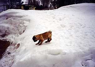 Mati on the snowbank.