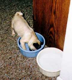 Mati in the food dish.