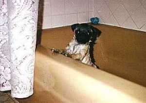 Mati in the bathtub.