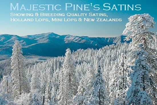 "Showing & Breeding Quality Satins, Holland Lops, and Mini Lops"