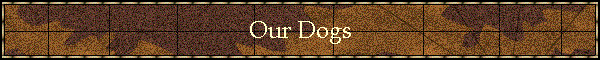 Our Dogs