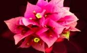 header image 2