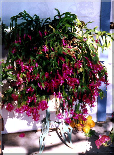 Christmas_Cactus_JPEG.jpg (95731 bytes)