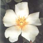 cherokeerose2.jpg (10886 bytes)