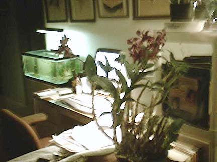 orchid_at_night.jpg (33349 bytes)