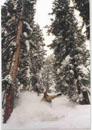 Vail