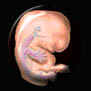 click here to read about the development of foetus mentioned in Quran