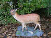 The finished sculpture of a Fallow Deer FallowF1.jpg (71682 bytes)