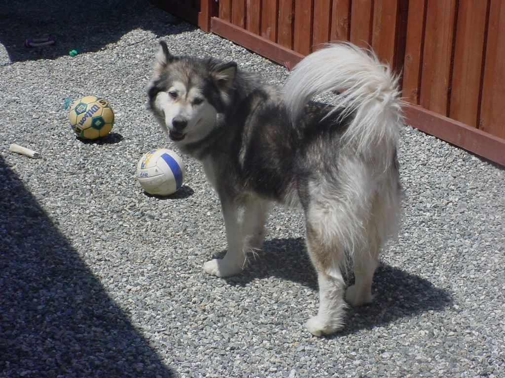 Kaia