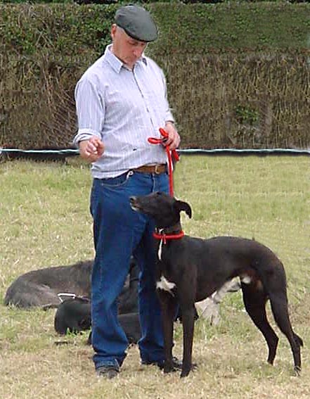 Barney at a Lurcher Show