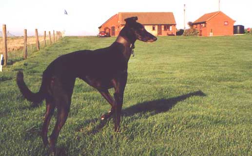 A Wonderful Dog