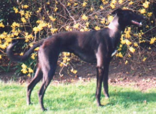 An exellent example
