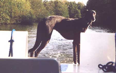 Confident Barney on the Boat