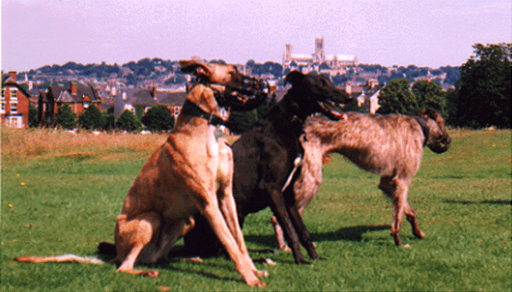 Barney and friends on the common in Lincoln.