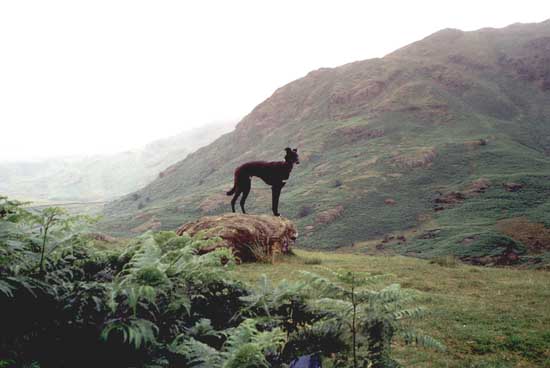 Barney in the lakes