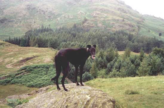 Barney  on a rock