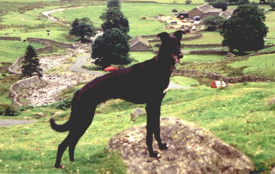 Barney  on a rock